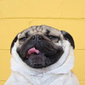 réseaux snapchat instagram facebook youtube de Doug The Pug Dogs, 