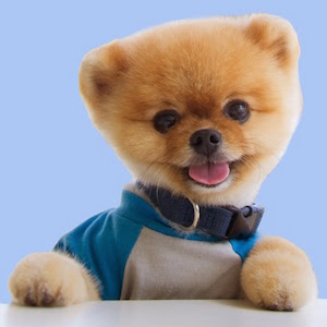 réseaux snapchat instagram facebook youtube de Jiff Dogs, 