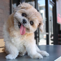 réseaux snapchat instagram facebook youtube de Marnie The Dog Dogs, 